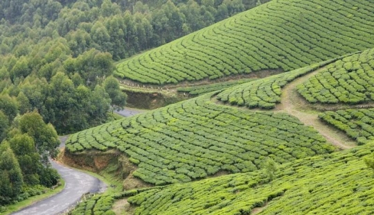 Green carpets of tea plantations in India