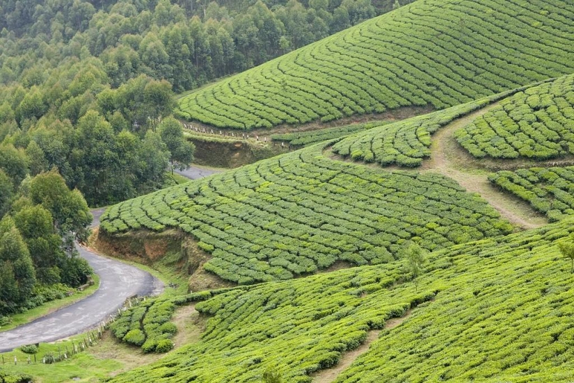 Green carpets of tea plantations in India Green carpets of tea plantations in India