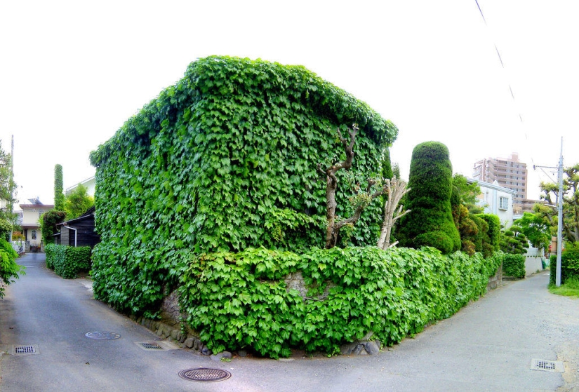 Green houses