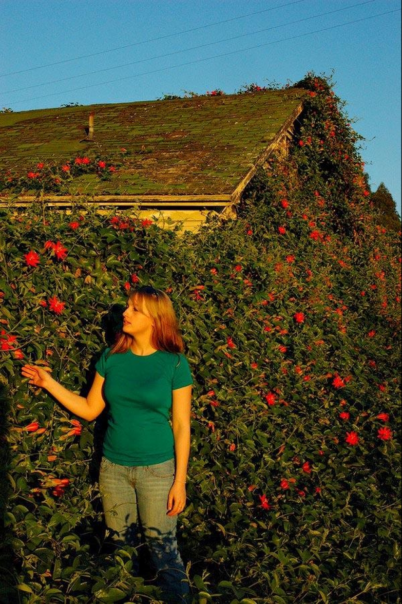 Green houses