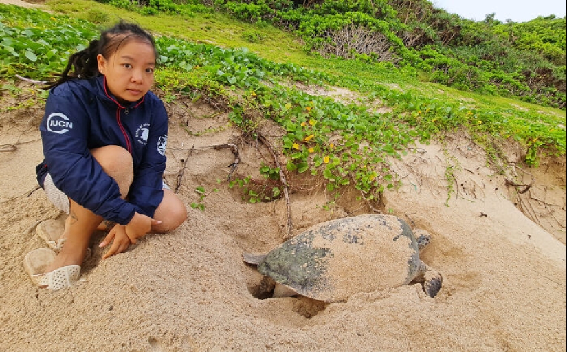 Green Turtles: The Little “Wanderers” In The Middle Of The Ocean