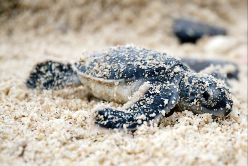 Green Turtles: The Little “Wanderers” In The Middle Of The Ocean