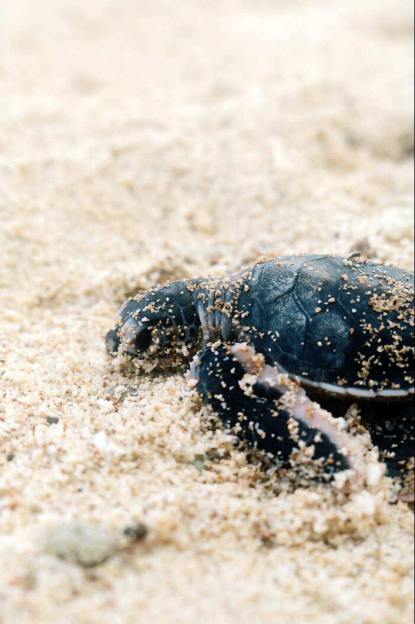 Green Turtles: The Little “Wanderers” In The Middle Of The Ocean