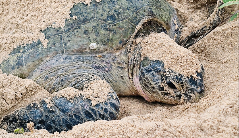 Green Turtles: The Little “Wanderers” In The Middle Of The Ocean