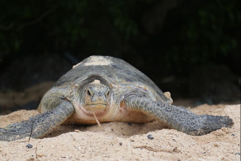 Green Turtles: The Little “Wanderers” In The Middle Of The Ocean