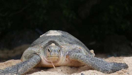 Green Turtles: The Little “Wanderers” In The Middle Of The Ocean Green Turtles: The Little “Wanderers” In The Middle Of The Ocean