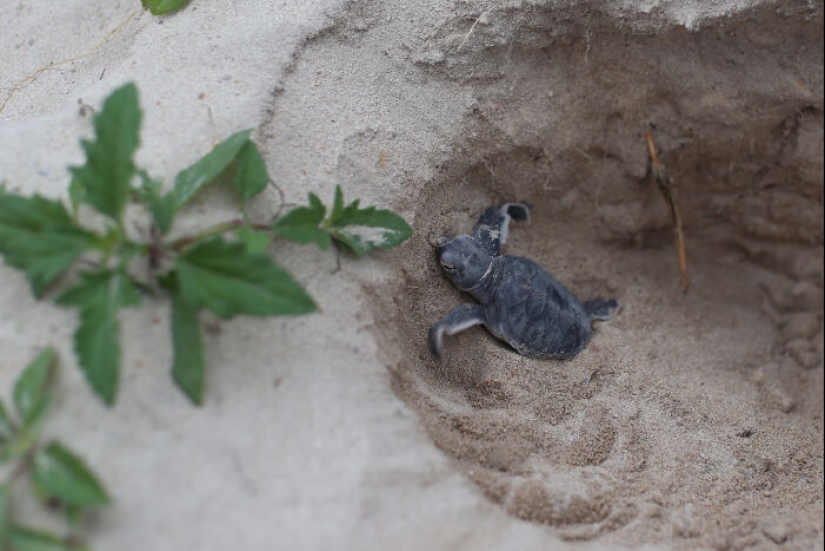 Green Turtles: The Little “Wanderers” In The Middle Of The Ocean