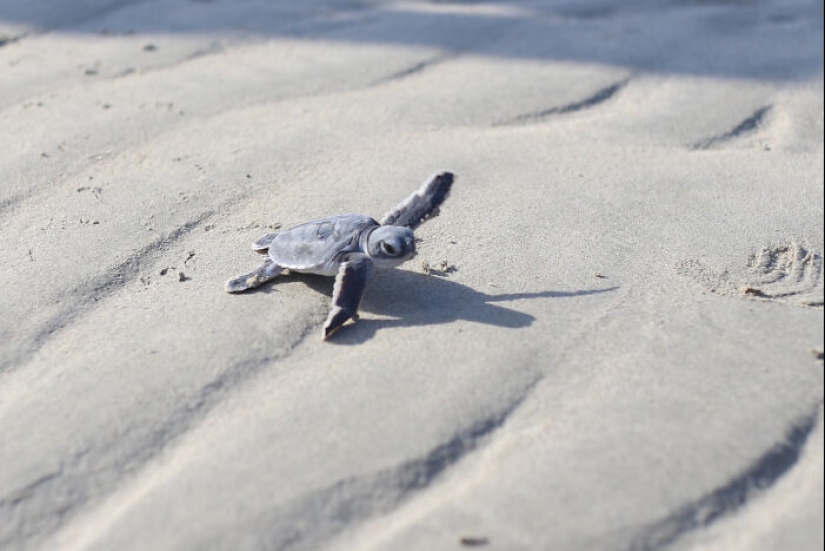 Green Turtles: The Little “Wanderers” In The Middle Of The Ocean
