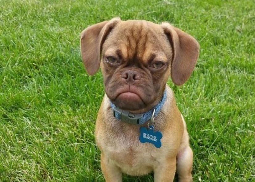 Grumpy Dog hates you even more than Grumpy Cat!