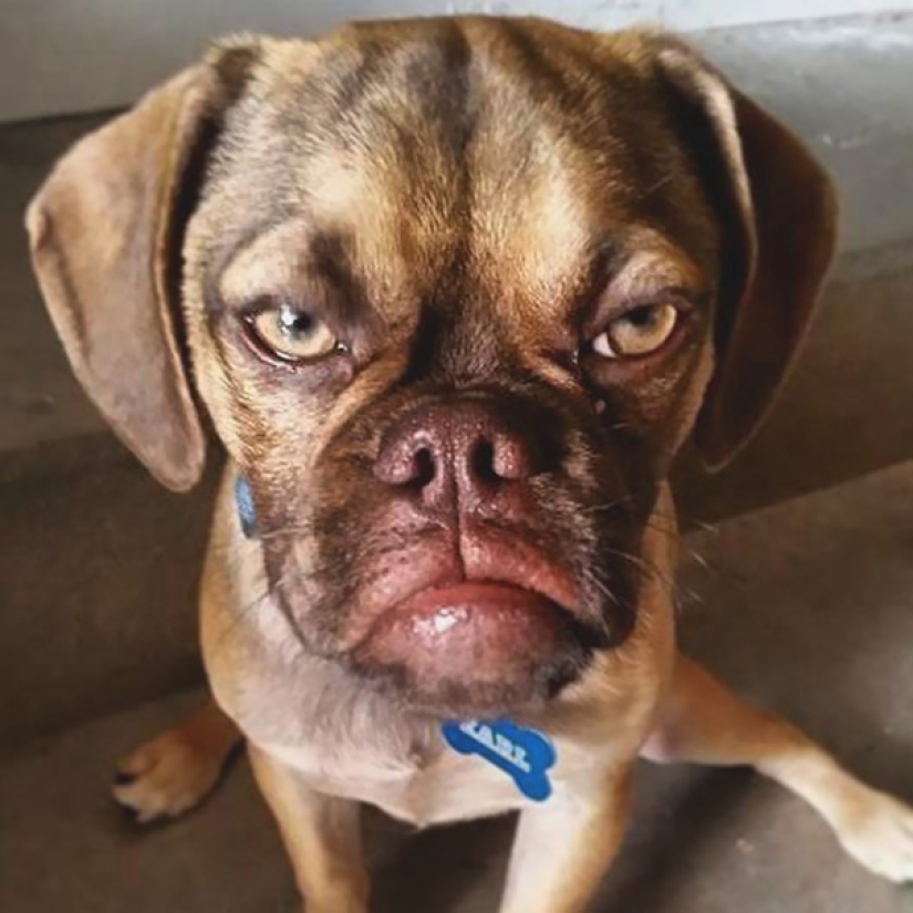 ¡Grumpy Dog te odia incluso más que Grumpy Cat!