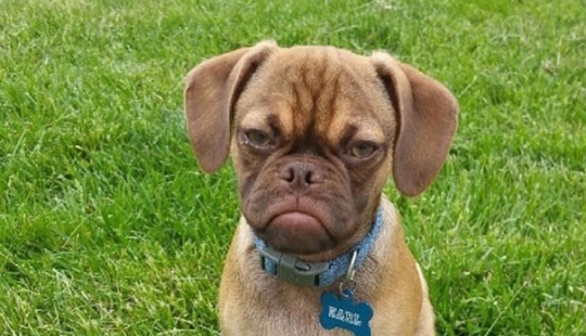 ¡Grumpy Dog te odia incluso más que Grumpy Cat!