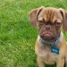 ¡Grumpy Dog te odia incluso más que Grumpy Cat! ¡Grumpy Dog te odia incluso más que Grumpy Cat!