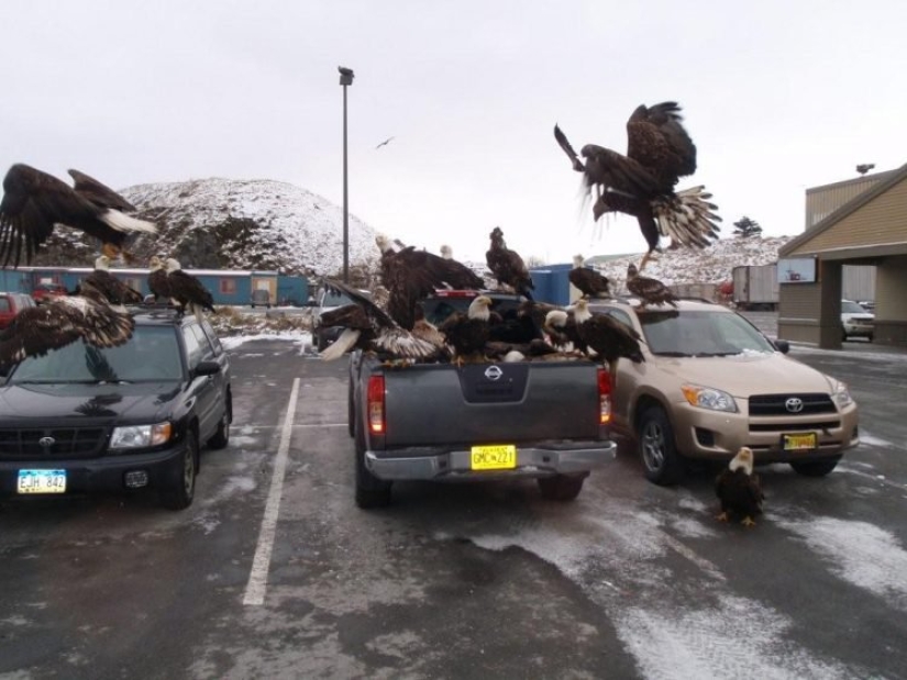 Águilas-palomas de Alaska: cómo el símbolo nacional de los Estados Unidos merodea por la basura Águilas-palomas de Alaska: cómo el símbolo nacional de los Estados Unidos merodea por la basura