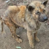 Guy comparte 12 increíbles transformaciones de perros de rescate antes y después y muestra lo que el amor puede hacer