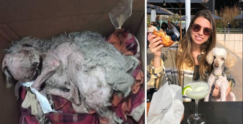 Guy comparte 12 increíbles transformaciones de perros de rescate antes y después y muestra lo que el amor puede hacer Guy comparte 12 increíbles transformaciones de perros de rescate antes y después y muestra lo que el amor puede hacer