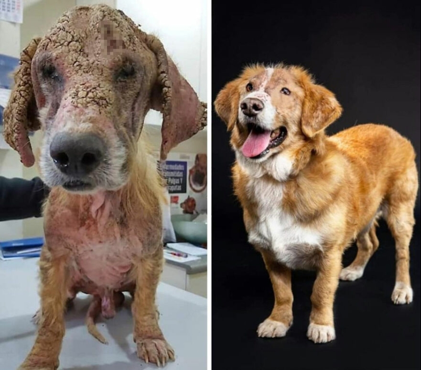 Guy Shares 12 Incredible Before & After Rescue Dog Transformations, Shows What Love Can Do Guy Shares 12 Incredible Before & After Rescue Dog Transformations, Shows What Love Can Do