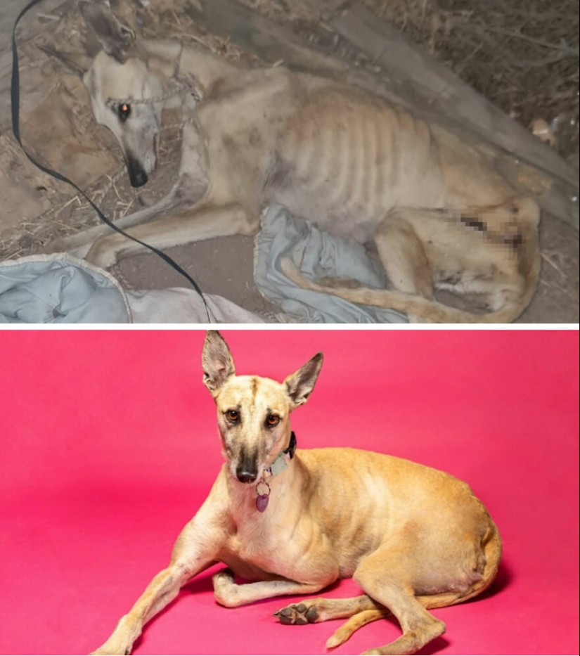 Guy Shares 12 Incredible Before & After Rescue Dog Transformations, Shows What Love Can Do Guy Shares 12 Incredible Before & After Rescue Dog Transformations, Shows What Love Can Do