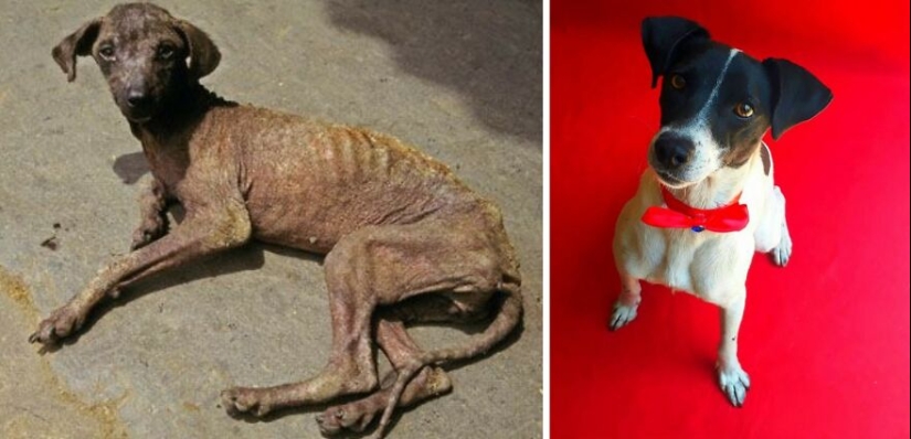 Guy Shares 12 Incredible Before & After Rescue Dog Transformations, Shows What Love Can Do Guy Shares 12 Incredible Before & After Rescue Dog Transformations, Shows What Love Can Do