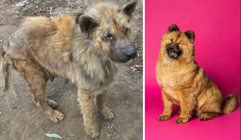 Guy Shares 12 Incredible Before & After Rescue Dog Transformations, Shows What Love Can Do Guy Shares 12 Incredible Before & After Rescue Dog Transformations, Shows What Love Can Do