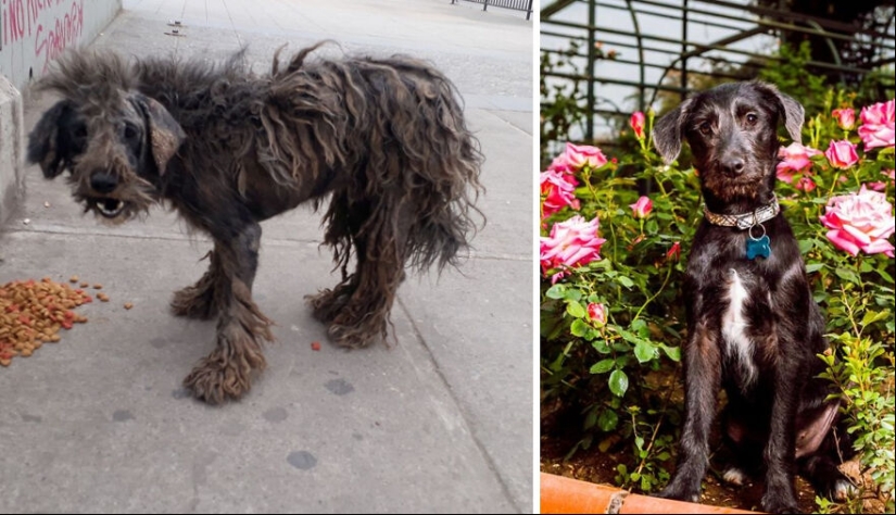 Guy Shares 12 Incredible Before & After Rescue Dog Transformations, Shows What Love Can Do Guy Shares 12 Incredible Before & After Rescue Dog Transformations, Shows What Love Can Do