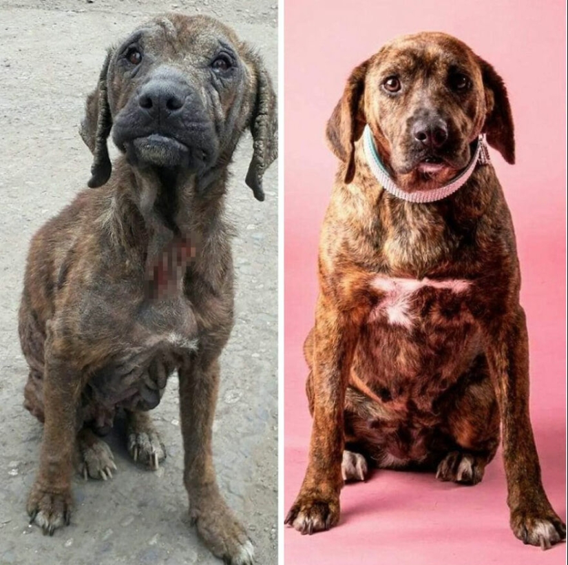 Guy Shares 12 Incredible Before & After Rescue Dog Transformations, Shows What Love Can Do Guy Shares 12 Incredible Before & After Rescue Dog Transformations, Shows What Love Can Do