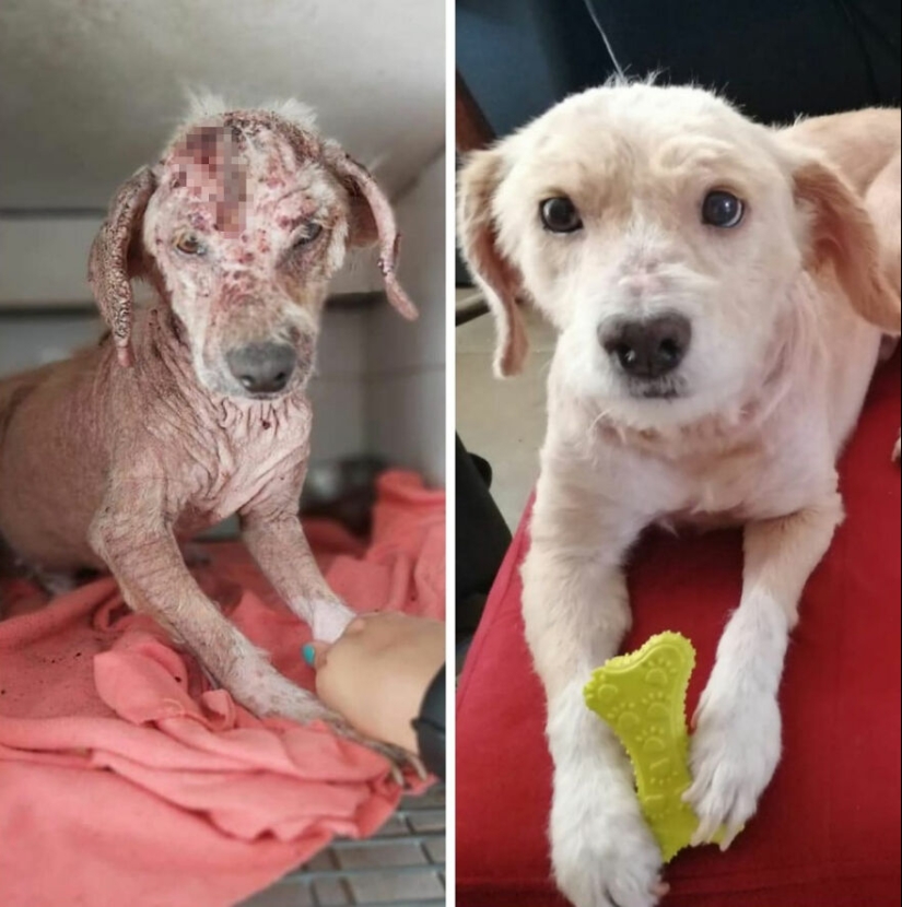 Guy Shares 12 Incredible Before & After Rescue Dog Transformations, Shows What Love Can Do Guy Shares 12 Incredible Before & After Rescue Dog Transformations, Shows What Love Can Do