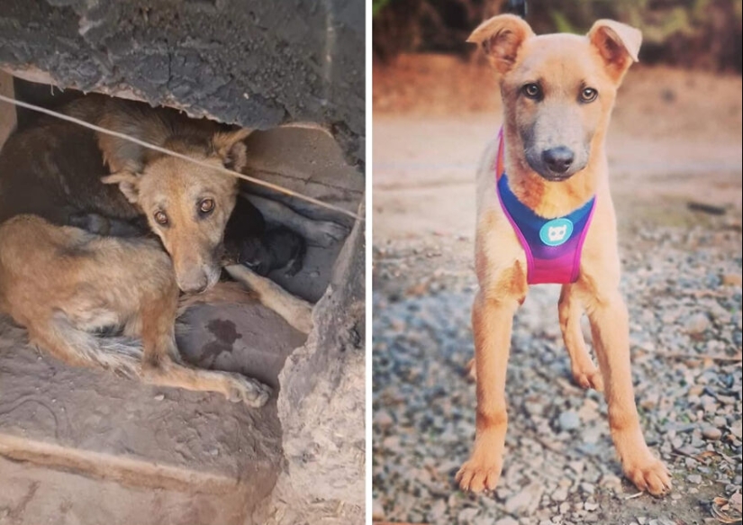 Guy Shares 12 Incredible Before & After Rescue Dog Transformations, Shows What Love Can Do Guy Shares 12 Incredible Before & After Rescue Dog Transformations, Shows What Love Can Do