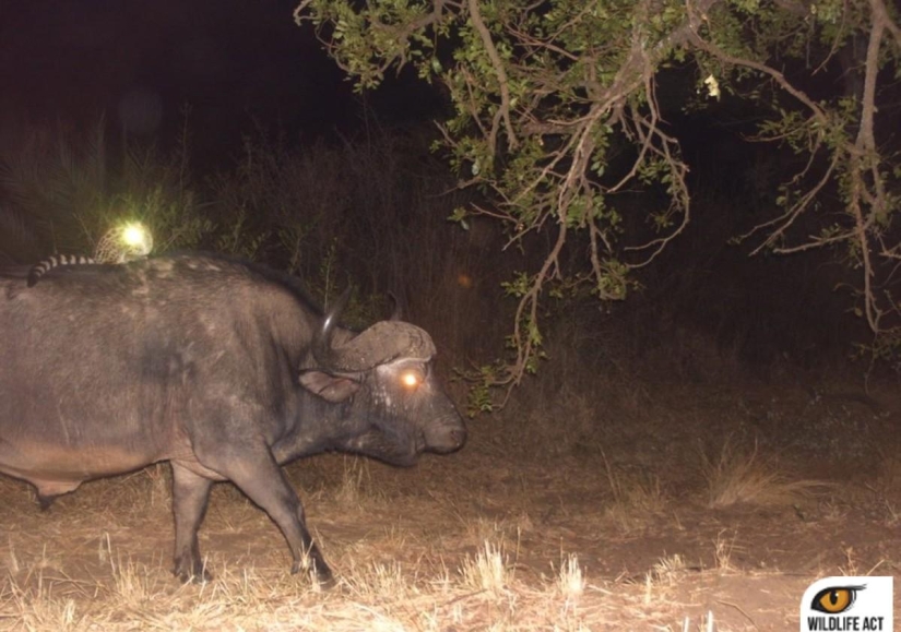 Hacer autostop en el mundo animal. ¡Imágenes únicas!