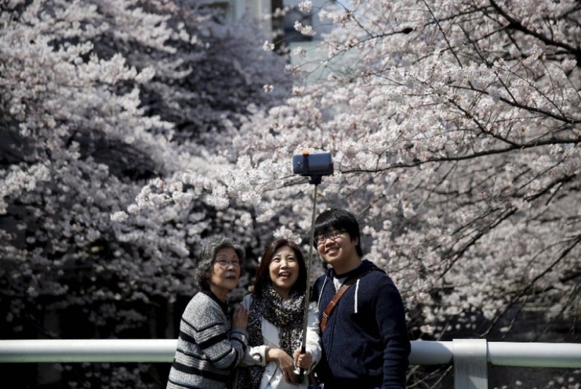Hanami is a Japanese tradition of cherry blossom viewing. Hanami is a Japanese tradition of cherry blossom viewing.