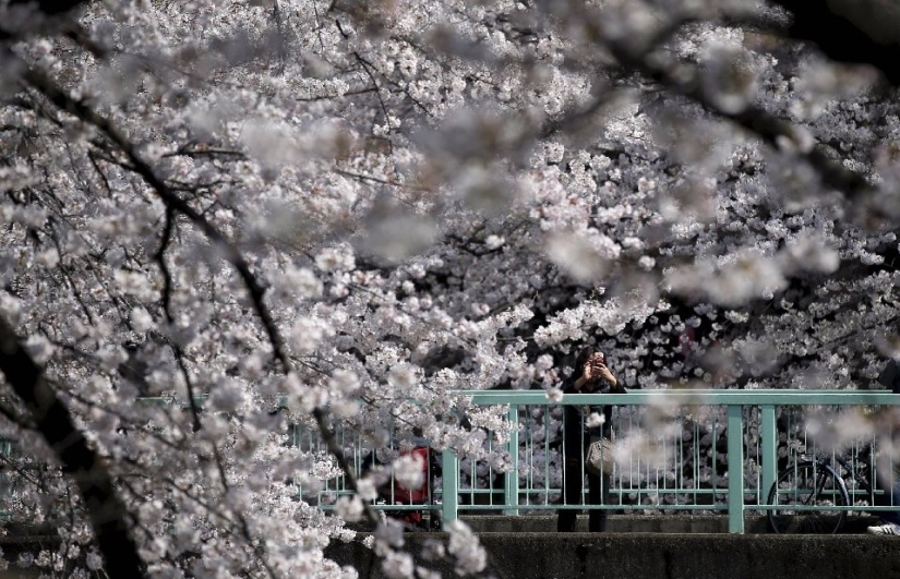 Hanami is a Japanese tradition of cherry blossom viewing. Hanami is a Japanese tradition of cherry blossom viewing.