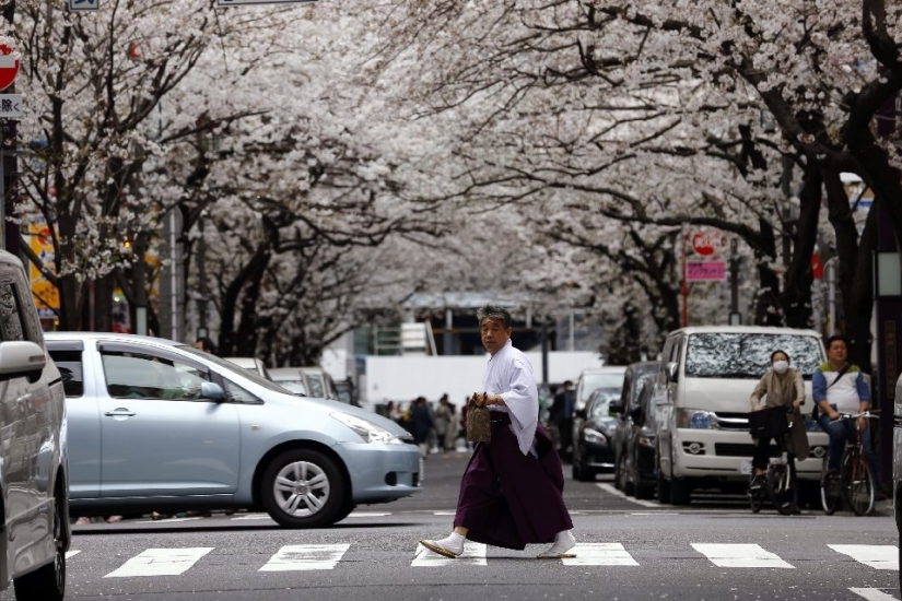 Hanami is a Japanese tradition of cherry blossom viewing. Hanami is a Japanese tradition of cherry blossom viewing.