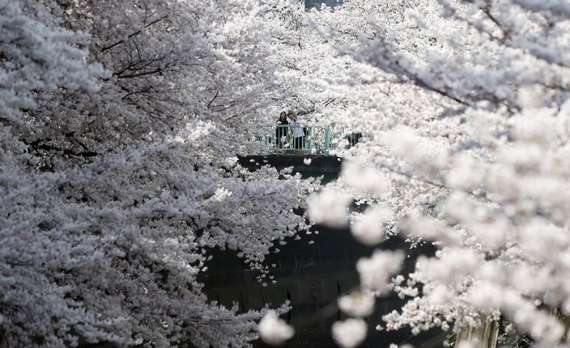Hanami is a Japanese tradition of cherry blossom viewing. Hanami is a Japanese tradition of cherry blossom viewing.
