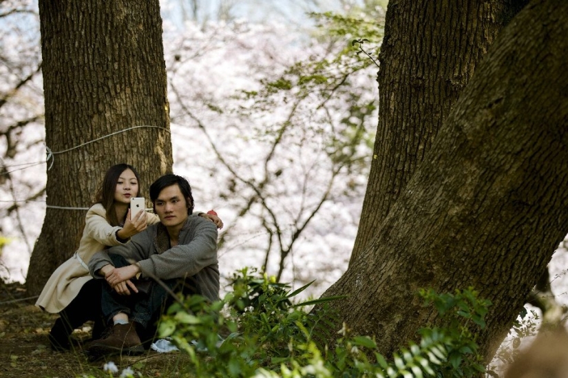 Hanami is a Japanese tradition of cherry blossom viewing. Hanami is a Japanese tradition of cherry blossom viewing.