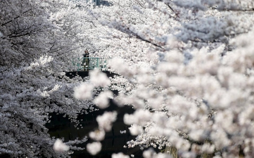 Hanami is a Japanese tradition of cherry blossom viewing. Hanami is a Japanese tradition of cherry blossom viewing.