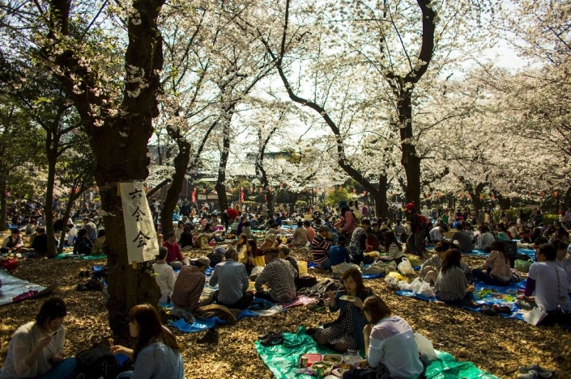 Hanami is a Japanese tradition of cherry blossom viewing. Hanami is a Japanese tradition of cherry blossom viewing.