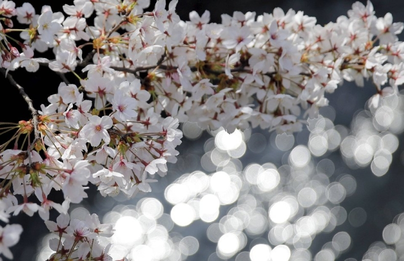 Hanami is a Japanese tradition of cherry blossom viewing. Hanami is a Japanese tradition of cherry blossom viewing.