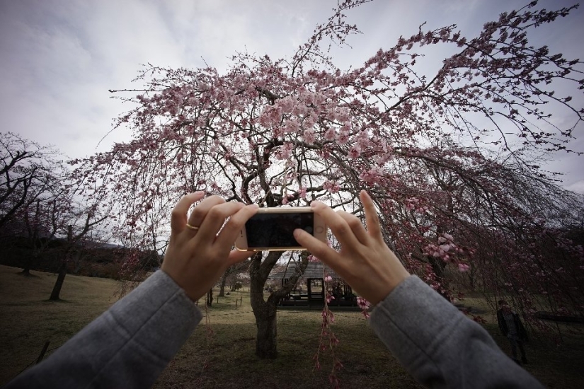 Hanami is a Japanese tradition of cherry blossom viewing. Hanami is a Japanese tradition of cherry blossom viewing.