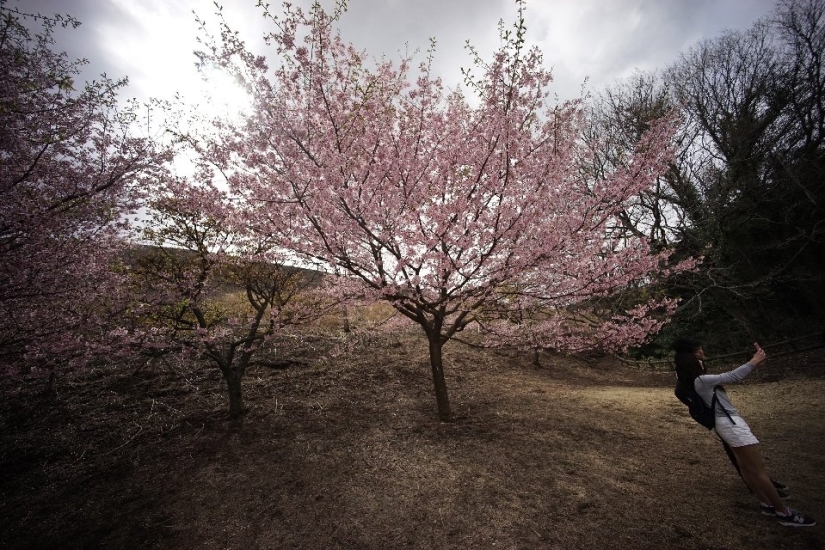 Hanami is a Japanese tradition of cherry blossom viewing. Hanami is a Japanese tradition of cherry blossom viewing.