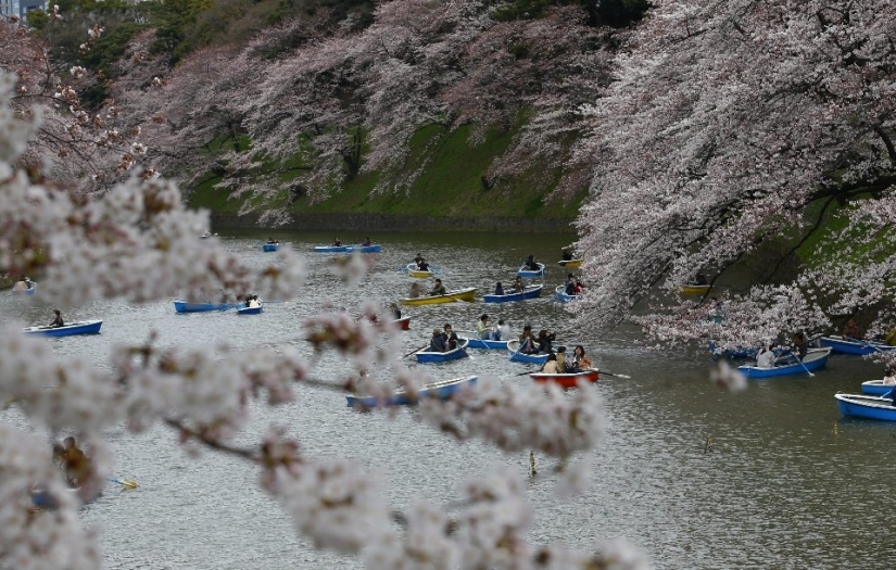 Hanami is a Japanese tradition of cherry blossom viewing. Hanami is a Japanese tradition of cherry blossom viewing.