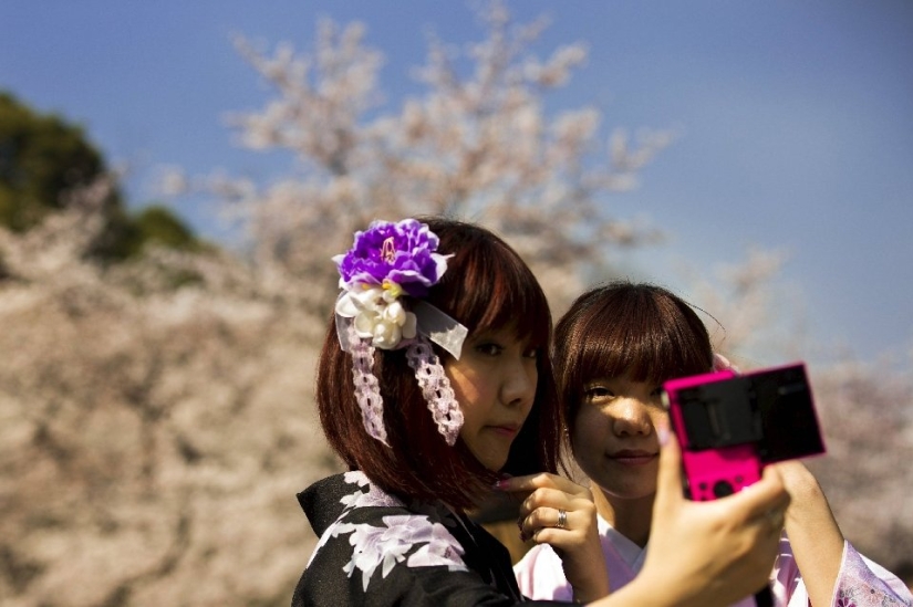 Hanami is a Japanese tradition of cherry blossom viewing. Hanami is a Japanese tradition of cherry blossom viewing.