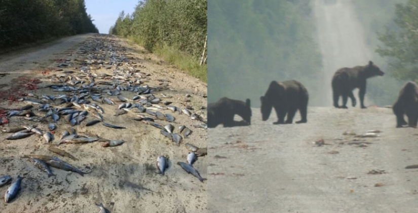 Happiness has fallen: bears devoured a ton of fish that fell out of the overturned KAMAZ
