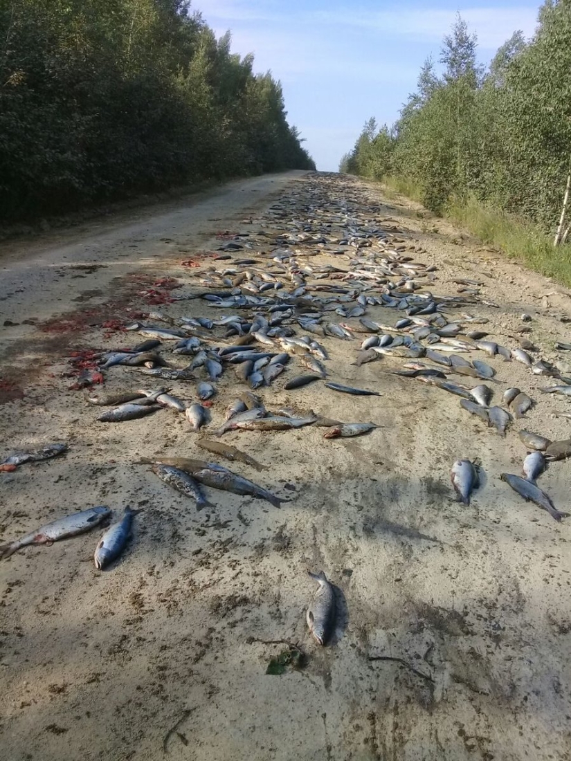 Happiness has fallen: bears devoured a ton of fish that fell out of the overturned KAMAZ