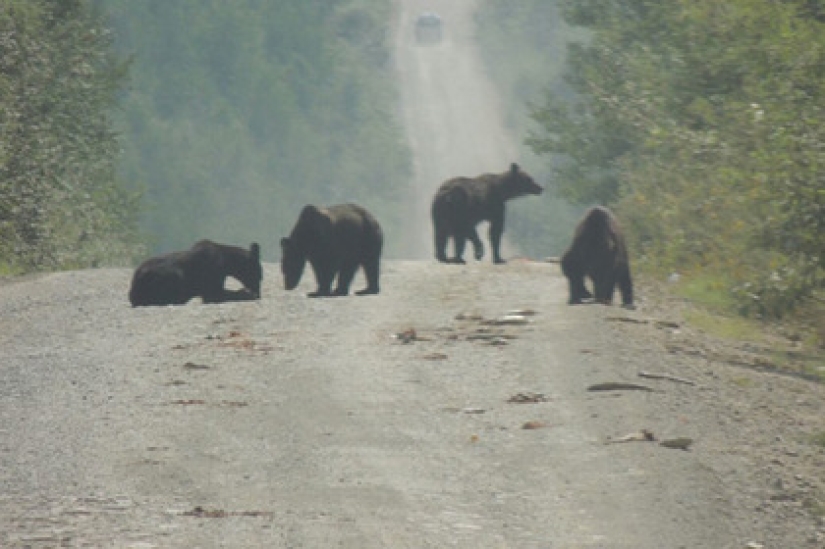 Happiness has fallen: bears devoured a ton of fish that fell out of the overturned KAMAZ