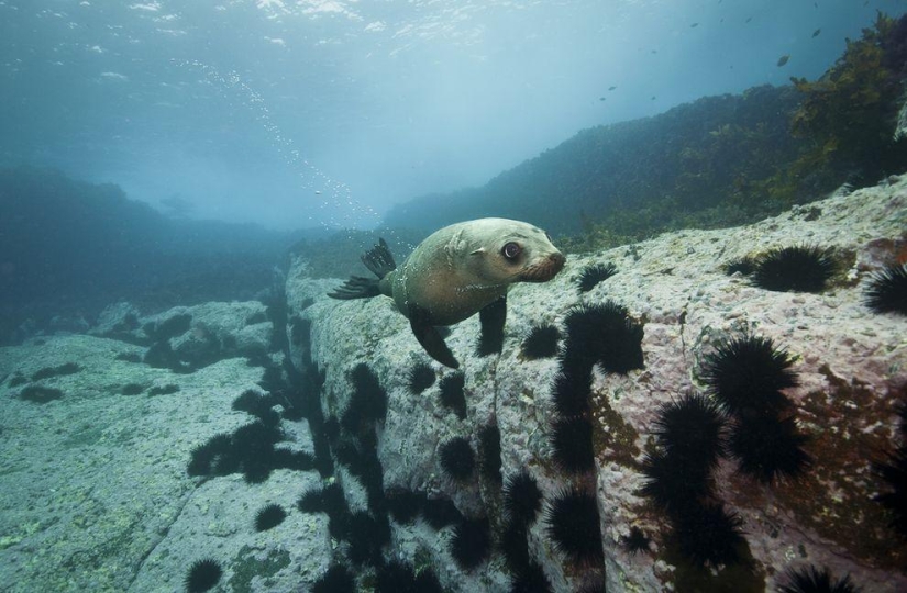 Happy Cape Fur Seals