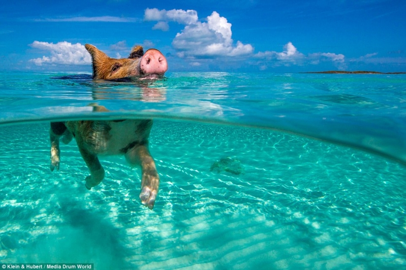 Happy life of funny pigs in the Bahamas