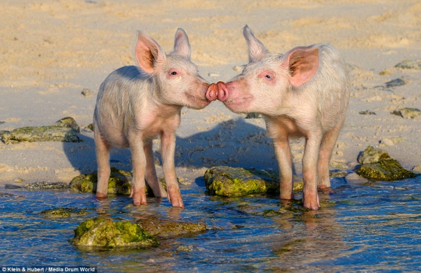 Happy life of funny pigs in the Bahamas