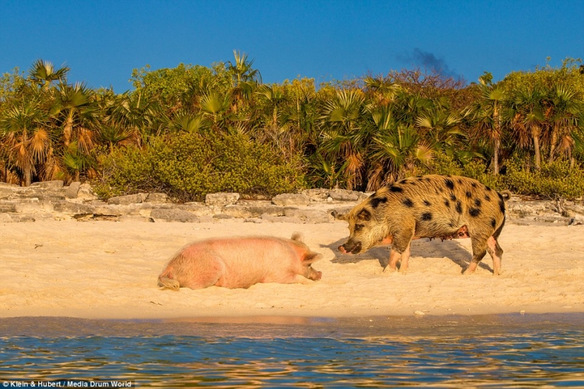 Happy life of funny pigs in the Bahamas