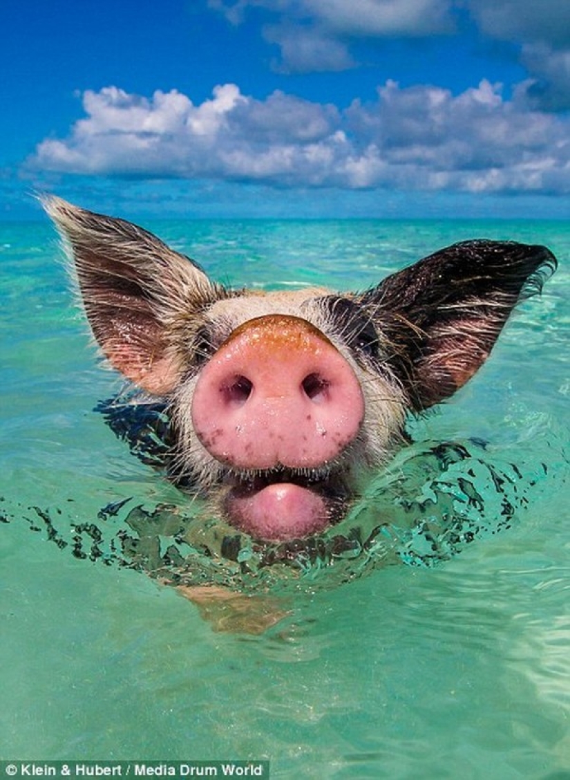 Happy life of funny pigs in the Bahamas
