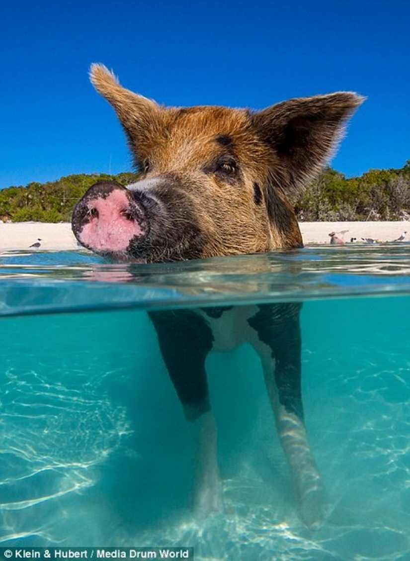 Happy life of funny pigs in the Bahamas