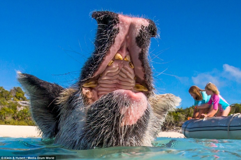Happy life of funny pigs in the Bahamas